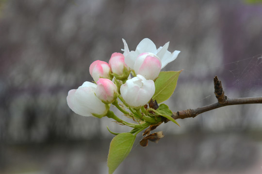 果树花