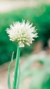 香葱开花香葱开花特写