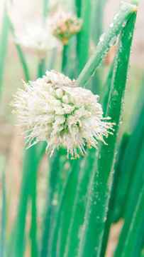 香葱开花香葱开花特写