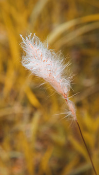 芦苇荡芦苇草