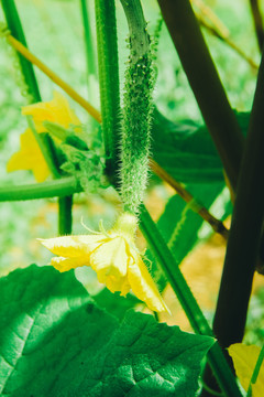 黄瓜种植青瓜种植