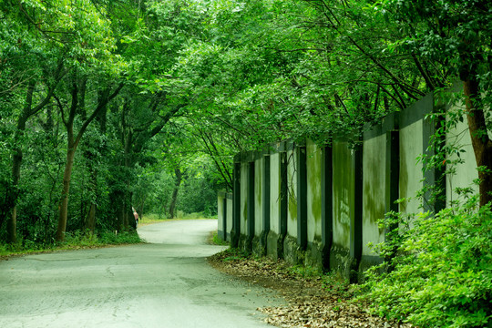 林荫路