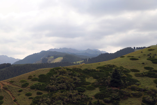 天山雪岭云杉