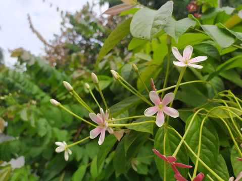 使君子花开