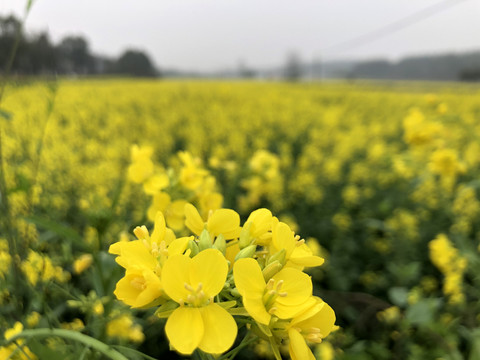 油菜花海