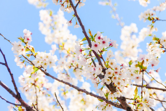 日本樱花