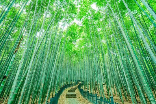 杭州植物园竹园竹林小路