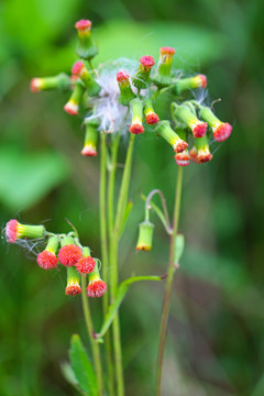 野茼蒿