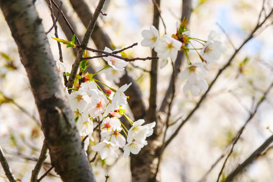 樱花