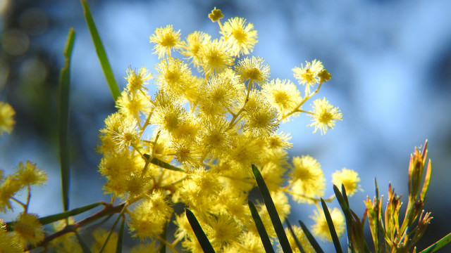 蠟菊