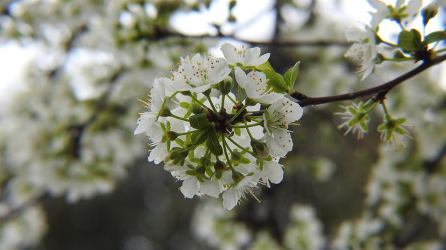 李树花