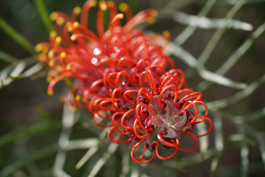 紅花銀樺