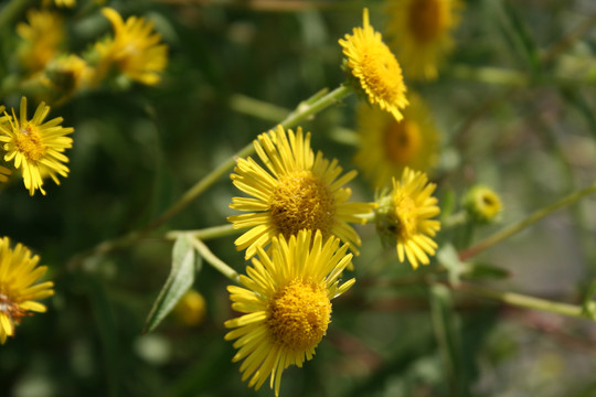 雏菊