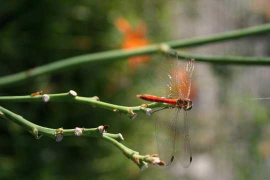 红蜻蜓