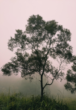 雨雾天气近处一棵树