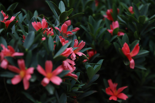 绿植花海