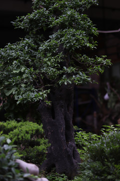 绿植花海