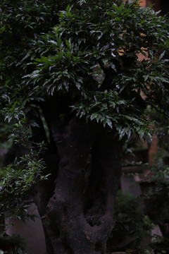 绿植花海