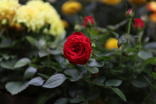 绿植花海