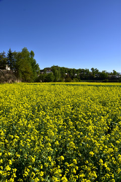 乡村油菜花