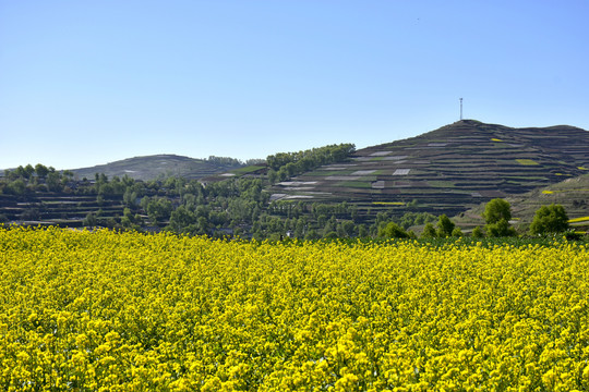 乡村油菜花