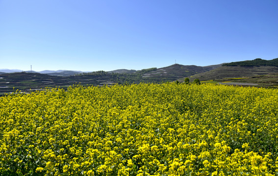 乡村油菜花