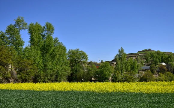 乡村油菜花