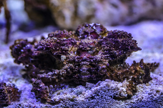 海底螃蟹