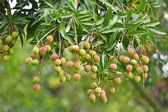 荔枝