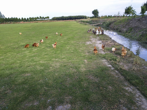 农家草地散养鸡鸭