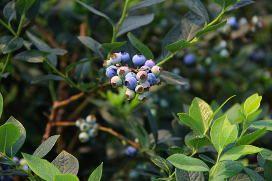 果园鲜果蓝莓