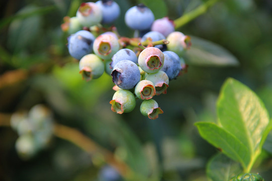 枝头静物蓝莓果