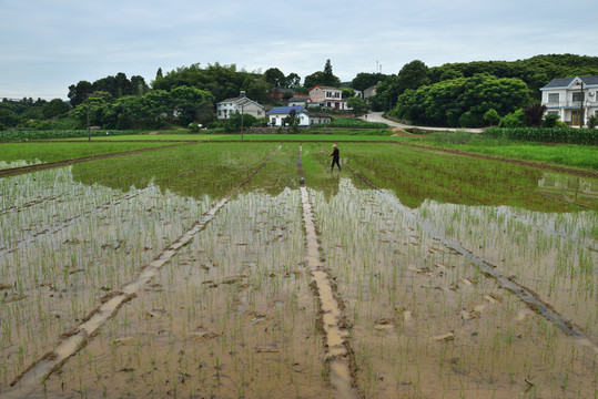 水稻田