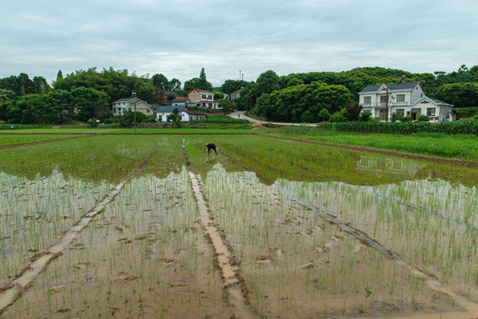 水稻田