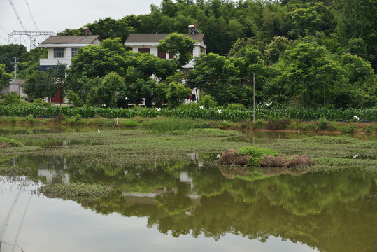 湿地白鹭