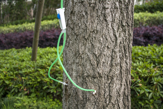 樹木注射營養液