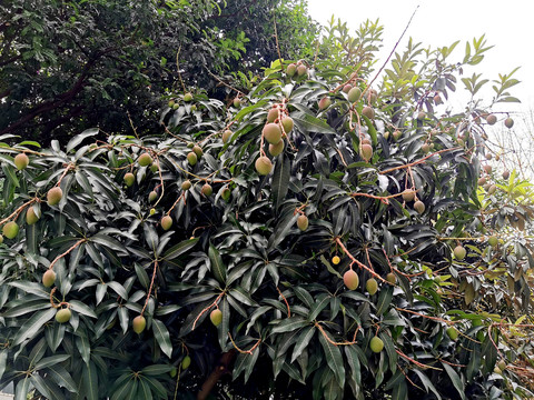 芒果树