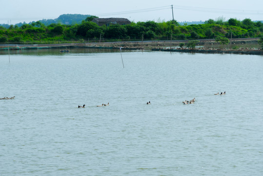 黄陂湖