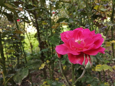 丰花月季蔷薇月月红