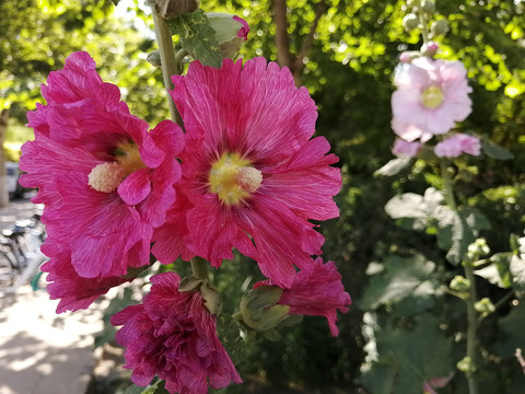 蜀葵芙蓉葵药蜀葵一丈红