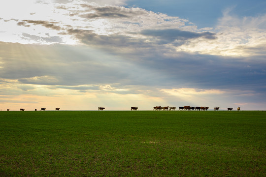 内蒙古草原上的夕阳美景牛群回家