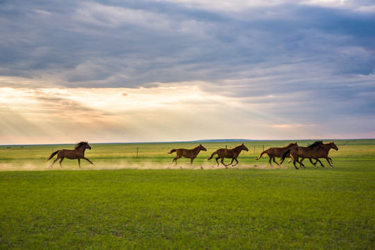 内蒙古草原上夕阳美景奔跑的马群