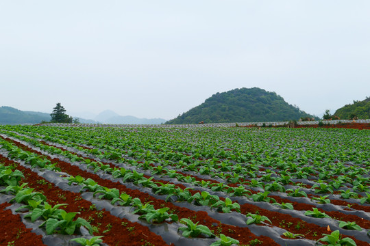 烟地烟苗