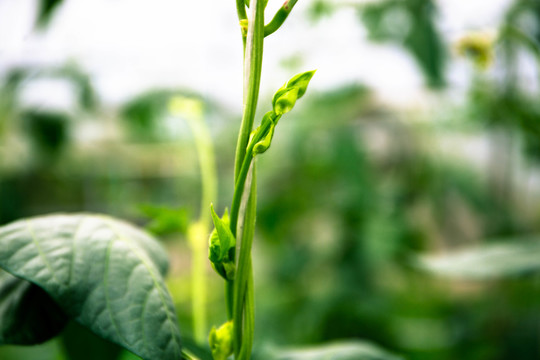 长豆角芽