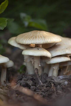 扁球蘑菇