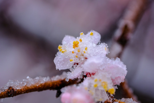 雪杏花