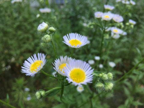 小雏菊特写