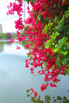 河边叶子花