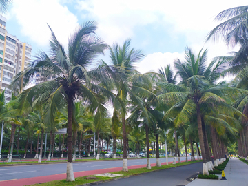 椰城椰林