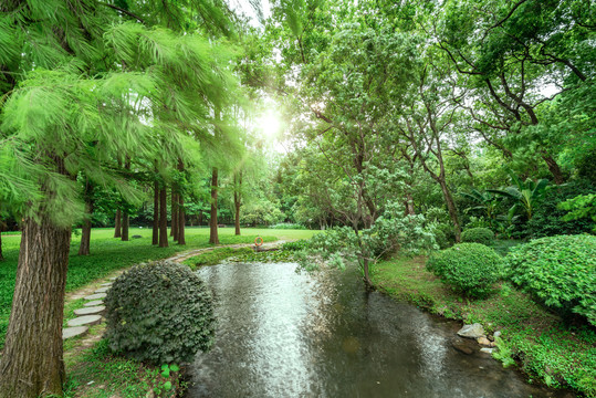 湿地公园阳光树林